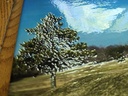 Detail - Tree Close-up